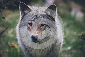 Portrait of a beautiful grey wolf/canis lupus outdoors in the wilderness