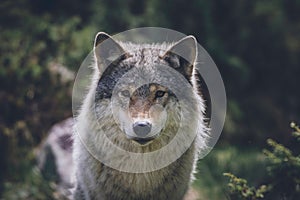 Portrait of a beautiful grey wolf/canis lupus outdoors in the wilderness