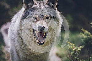 Portrait of a beautiful grey wolf/canis lupus outdoors in the wilderness