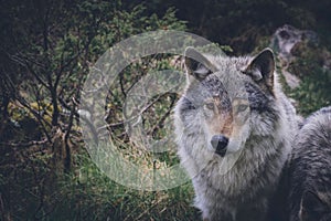 Portrait of a beautiful grey wolf/canis lupus outdoors in the wilderness