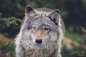 Portrait of a beautiful grey wolf/canis lupus outdoors in the wilderness