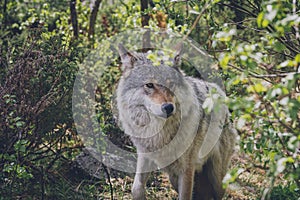 Portrait of a beautiful grey wolf/canis lupus outdoors in the wilderness