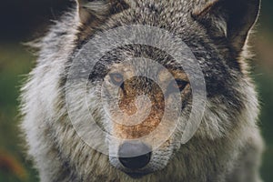 Portrait of a beautiful grey wolf/canis lupus outdoors in the wilderness