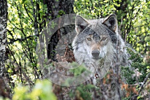 Portrait of a beautiful grey wolf/canis lupus outdoors in the wilderness