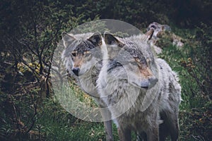 Portrait of a beautiful grey wolves/canis lupus outdoors in the wilderness