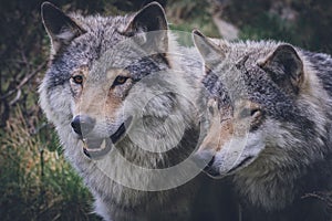 Portrait of a beautiful grey wolves/canis lupus outdoors in the wilderness