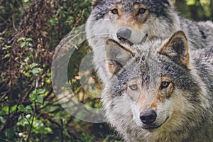 Portrait of a beautiful grey wolves/canis lupus outdoors in the wilderness