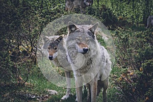 Portrait of a beautiful grey wolves/canis lupus outdoors in the wilderness