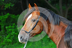 Portrait of a beautiful hack horse