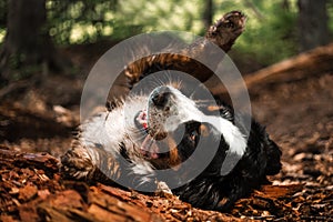 portrait beautiful happy Bernese mountain dog lay on ground on back . green forest on background