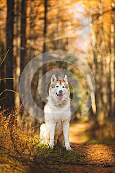 Portrait of beautiful, happy, free and prideful Beige and white dog breed Siberian Husky sitting in the bright autumn forest at