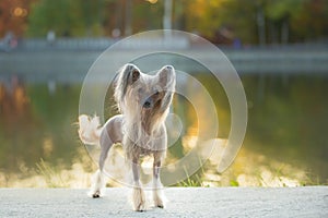 Portrait of beautiful and happy hairless Chinese Crested Dog standing outside in autumn at sunset