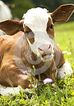 Portrait of a beautiful heifer