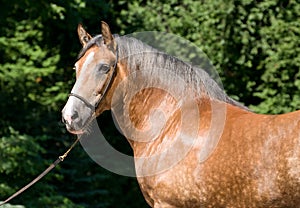 Portrait of a beautiful horse