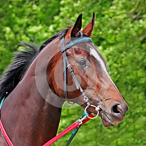Portrait beautiful horse.