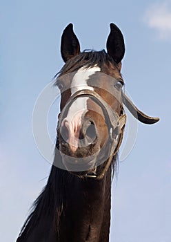 Portrait of beautiful horse