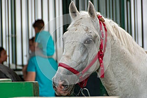 Portrait of beautiful horse