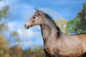 Portrait of a beautiful horse of Akhal-Teke breed against a bright blue sky