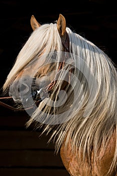 Portrait of beautiful horse on black background