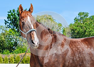 Portrait of a beautiful horse, blue sky and green trees as a background.