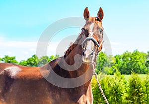 Portrait of a beautiful horse, blue sky and green trees as a background.