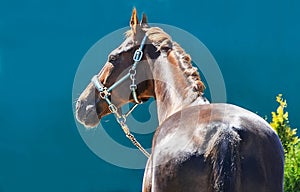 Portrait of a beautiful horse, blue sky and green trees as a background.