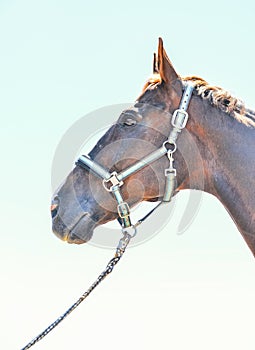 Portrait of a beautiful horse, blue sky and green trees as a background.