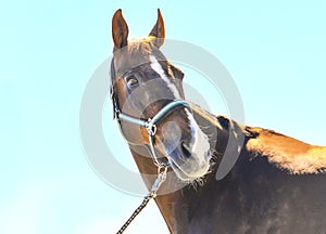 Portrait of a beautiful horse, blue sky and green trees as a background.