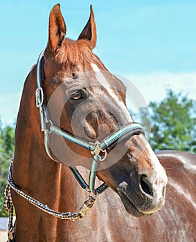 Portrait of a beautiful horse, blue sky and green trees as a background.