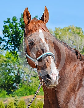 Portrait of a beautiful horse, blue sky and green trees as a background.