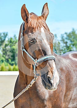 Portrait of a beautiful horse, blue sky and green trees as a background.