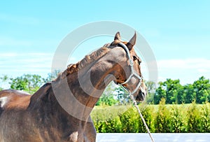 Portrait of a beautiful horse, blue sky and green trees as a background.