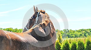 Portrait of a beautiful horse, blue sky and green trees as a background.