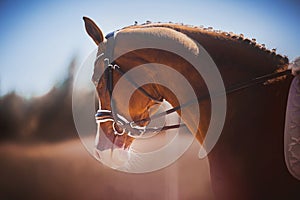 Portrait of a beautiful horse with a braided mane and a bridle on its muzzle on a sunny autumn day. Equestrian sports. Horse