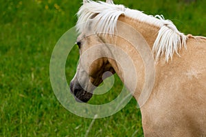 Portrait of beautiful horse on grass background