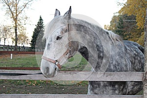 Portrait of beautiful horse in paddock photo