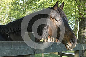 Portrait of beautiful horse with pretty eyes near fence in daytime in green spring landscape