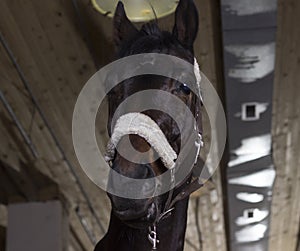 Portrait of beautiful horse standing before the riding.