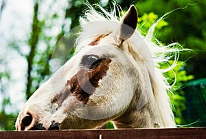 Portrait of beautiful horse in summer