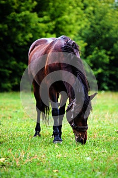 Portrait of beautiful horse in summer