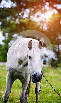 Portrait of beautiful horse in summer