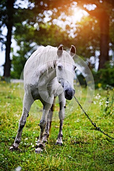 Portrait of beautiful horse in summer