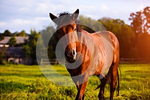 Portrait of beautiful horse in summer