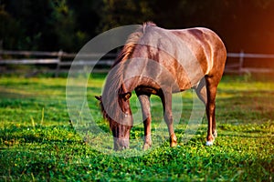 Portrait of beautiful horse in summer