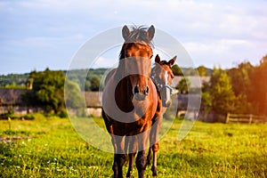 Portrait of beautiful horse in summer