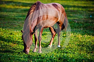 Portrait of beautiful horse in summer