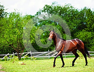 Portrait of beautiful horse in summer