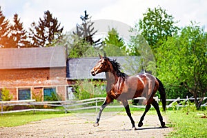 Portrait of beautiful horse in summer