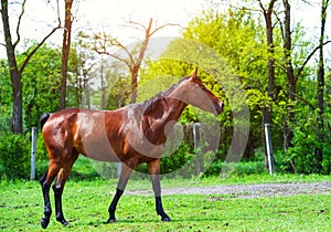 Portrait of beautiful horse in summer