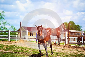 Portrait of beautiful horse in summer